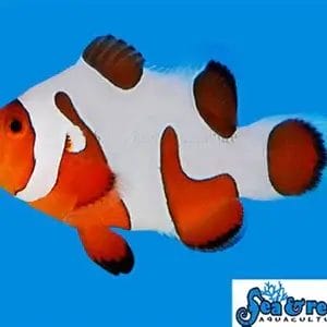 DaVinci Ocellaris Extreme - Amphiprion ocellaris