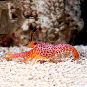 Purple Reef Lobster invert