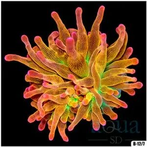 Rainbow Bubble Tip Anemone