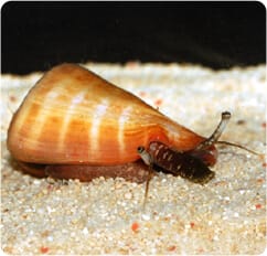Sand Tiger Conch