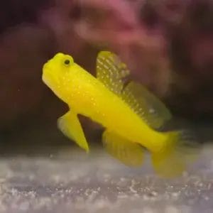 Yellow Watchman Goby -