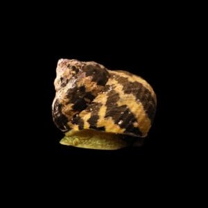 Zebra Turbo Snail