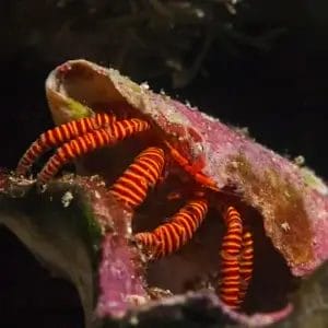 halloween_hermit_crab