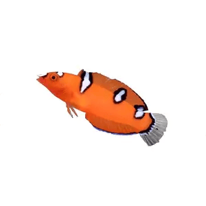 Red Coris Wrasse Juv